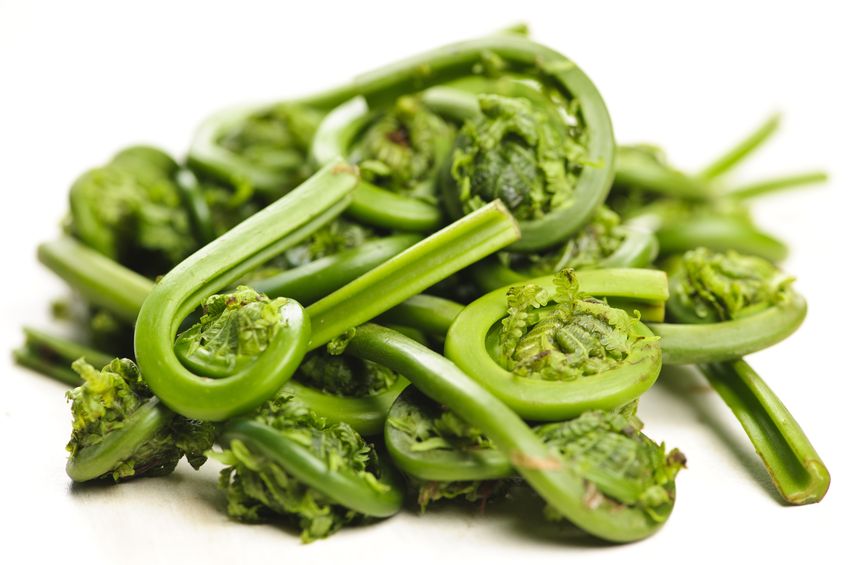Fiddlehead season is here, but not for long!
