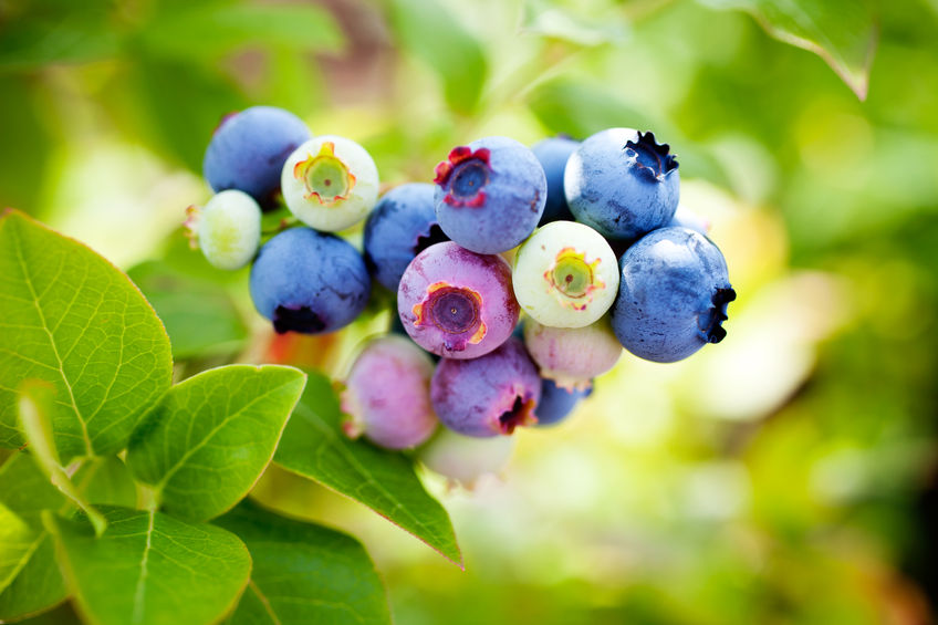wild blueberries - annual wild ontario blueberry sale at Vince's Market Grocery Store Locations Newmarket, Aurora, Uxbridge, Tottenham, Sharon Ontario