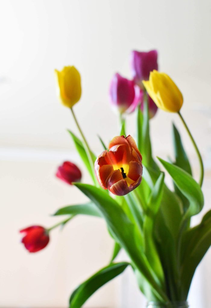 A bouquet of Red, Yellow and Purple Tulips. The flowers are off centred in the photo, with the background being white.