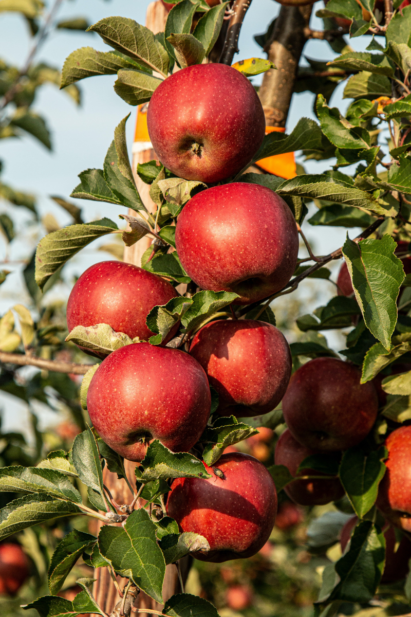 What's in Season? Apples - Canadian Food Focus