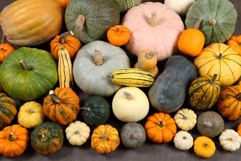 assorted squashes and pumpkins