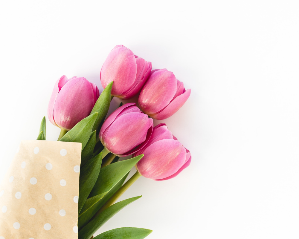 Image of pink tulips wrapped in brown paper with white polka dots on a white background