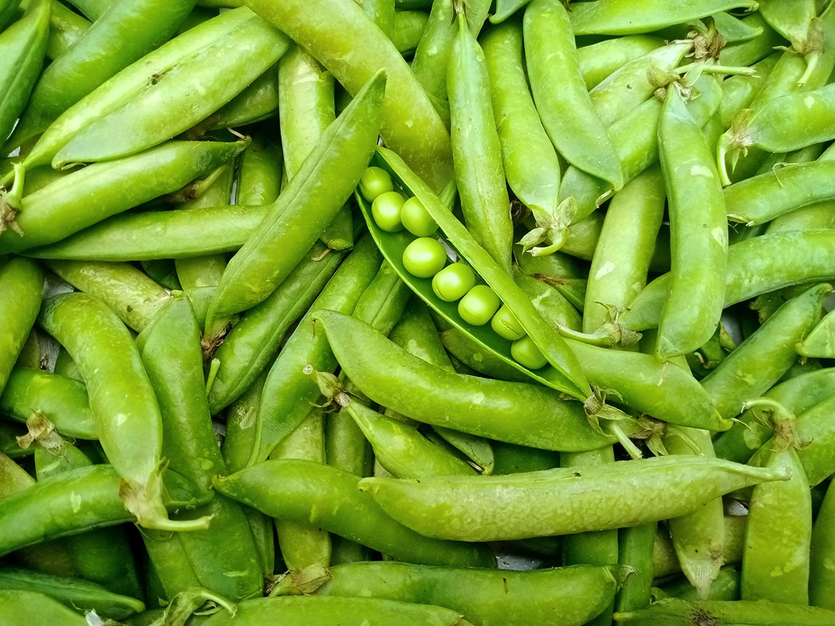 Some local seasonal produce, focused on a pile of pea pods with a center one open showing the fresh peas.